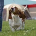 basset hound named isabella