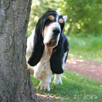 Basset Hound Champion Black Nose Sailor Maintain