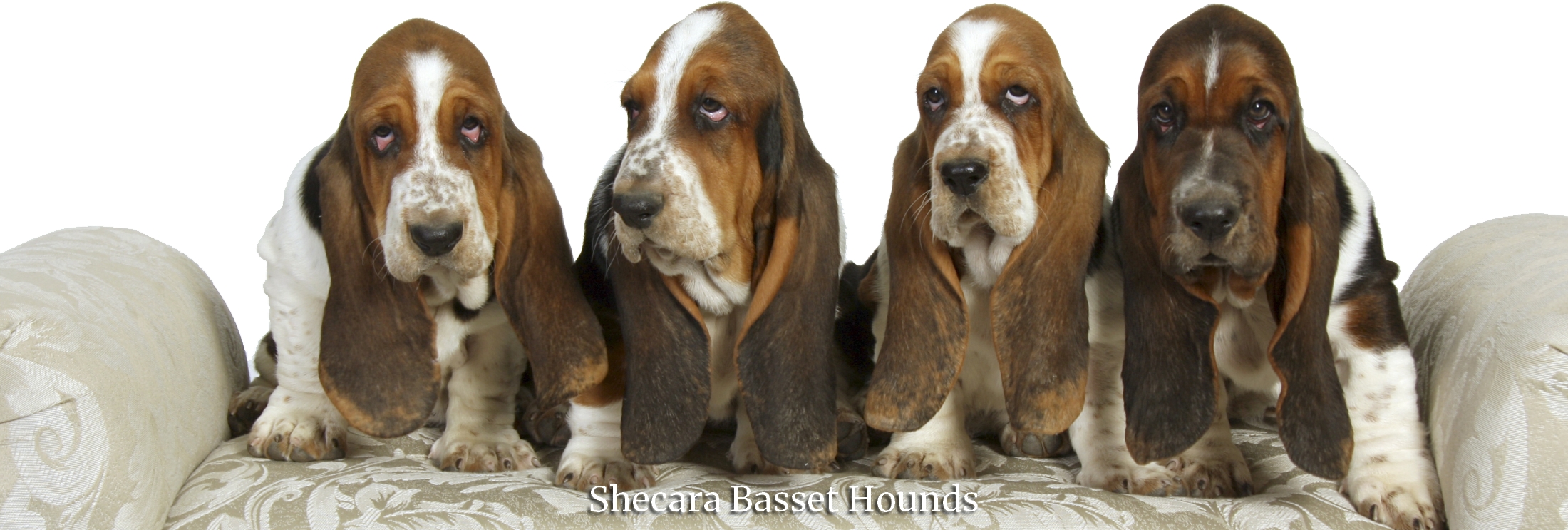 Four Basset Hound Puppies