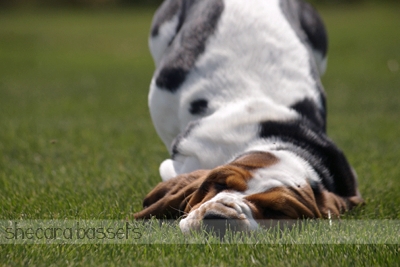 Basset Hound Puppy Faceplant