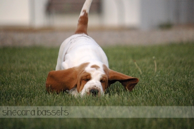 Basset Hound Puppy Running