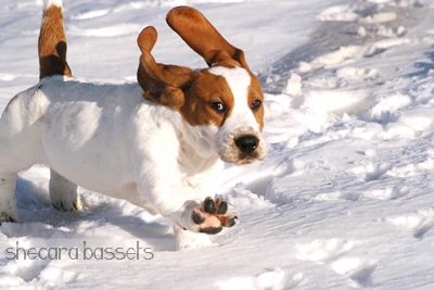 Basset Hound Puppy Playing