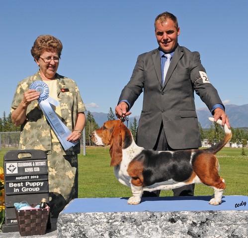 Basset Hound Best Puppy In Group