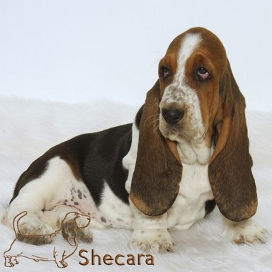 Basset Hound Puppy