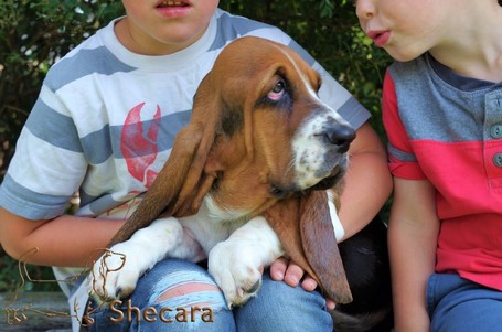 Boy with Basset Hound Puppy