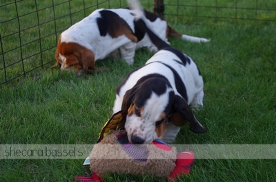 Basset Hound Puppy Playing