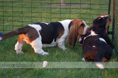 Basset Hound Puppies Playing