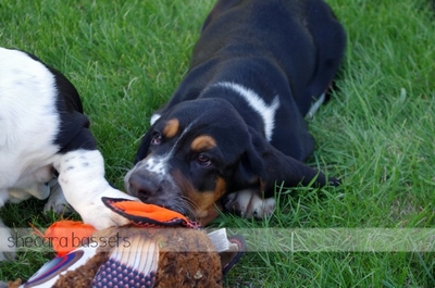 Basset Hound Puppy Playing