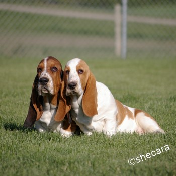 Two Basset Hound Puppies