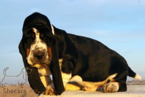 A Basset Hound Puppy