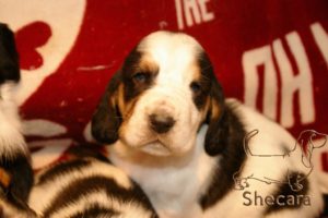 A Basset Hound Puppy