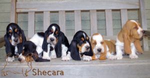 Row of Basset Hound Puppies