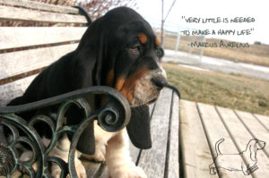 A Basset Hound Puppy