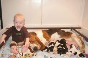 Row of Basset Hound Puppies with baby