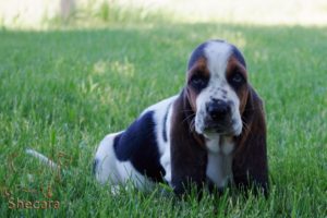 A Basset Hound Puppy