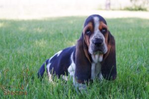 A Basset Hound Puppy