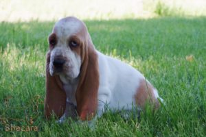 A Basset Hound Puppy