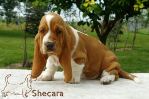 red and white Basset hound puppy