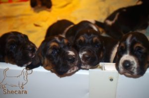 Tricolor basset Hound puppies