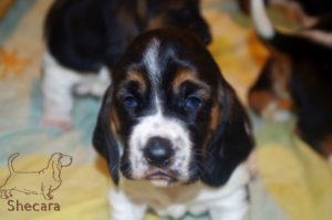 Tricolor Basset Hound Puppy