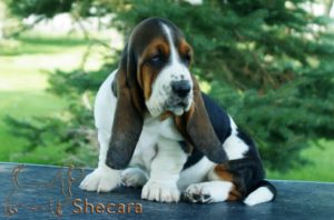 Tricolor Basset Hound Puppy