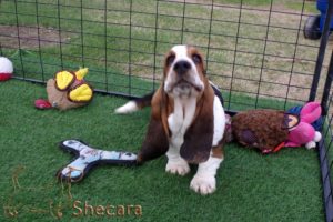 A Basset Hound Puppy