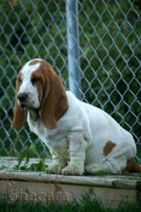 A Basset Hound Puppy