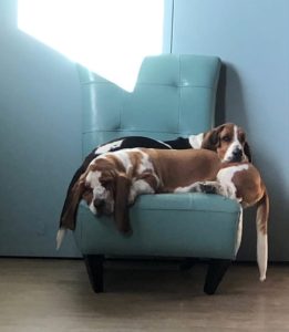 2 Basset Hounds on chair