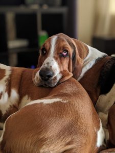 adult Basset Hound