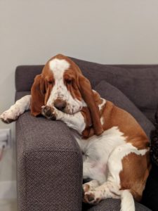 Adult Basset Hound