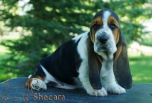 Tricolor Basset Hound Puppy