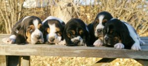 Row of Basset Hound Puppies