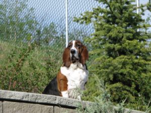 Cooper in Calgary, AB