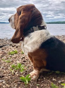 Bodhi in Ridgeway, Ontario