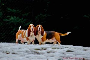 Wilbur and Finnigan in Victoria, BC