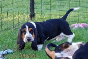 A Basset Hound Puppy