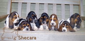 Row of Basset Hound Puppies