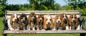 Row of Basset Hound Puppies