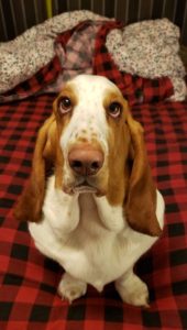 Basset Hound