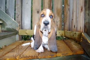 tricolor basset hound puppy