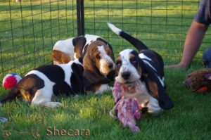 A Basset Hound Puppy