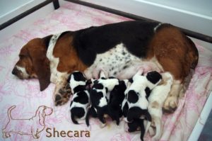 Row of Basset Hound Puppies