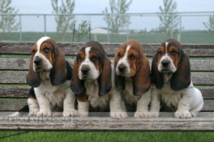 Row of Basset Hound Puppies