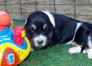 tricolor basset hound puppy