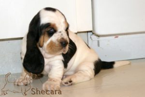 A Basset Hound Puppy