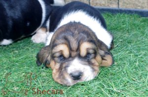 tricolor basset hound puppy