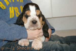 A Basset Hound Puppy