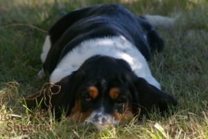 A Basset Hound Puppy