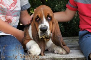 A Basset Hound Puppy