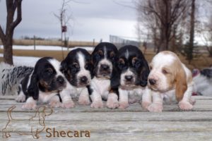 Row of Basset Hound Puppies